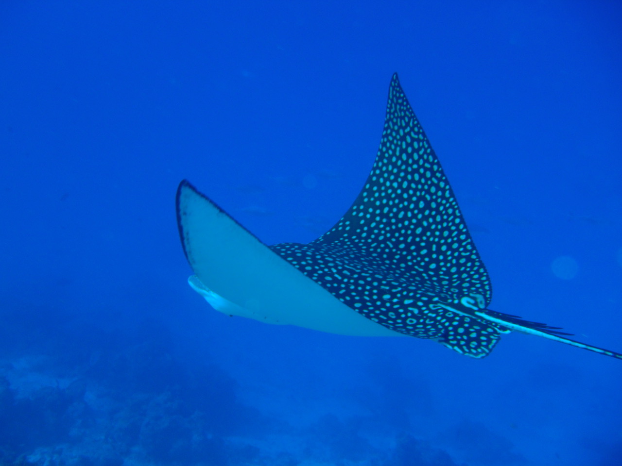 Seminario: Guarire con i colori delle Maldive