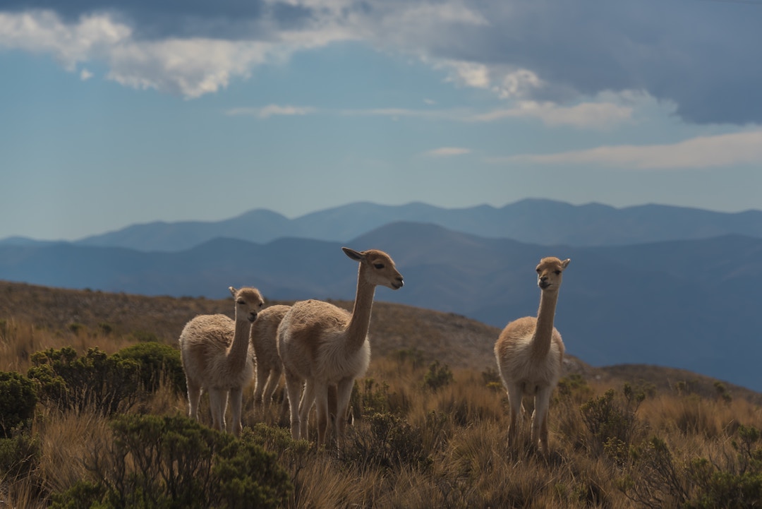 Pampa Argentina Guanaco