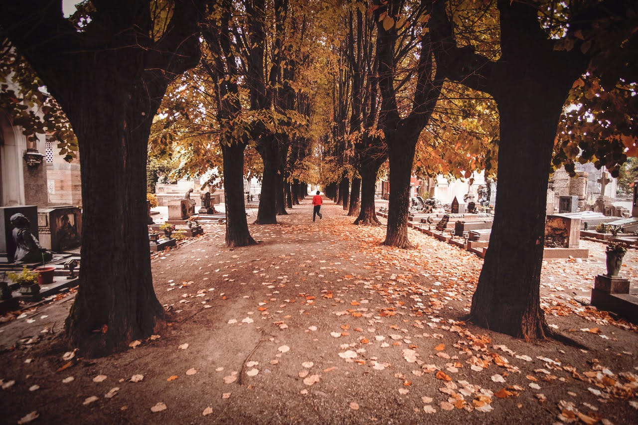 Foto Cimitero Monaco Alberi